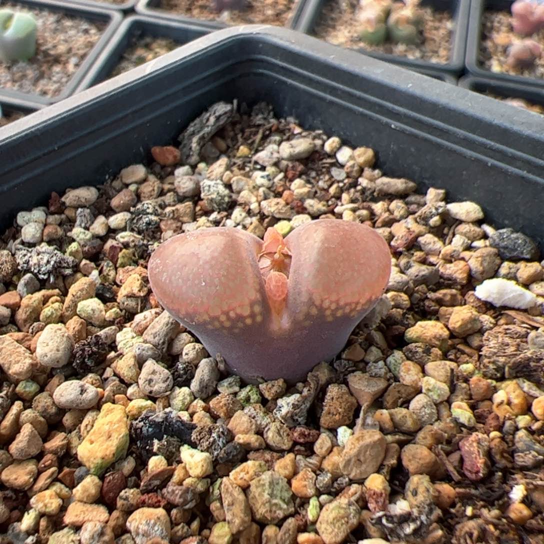 多肉单头优选c10杂交风铃一棵特脱土发