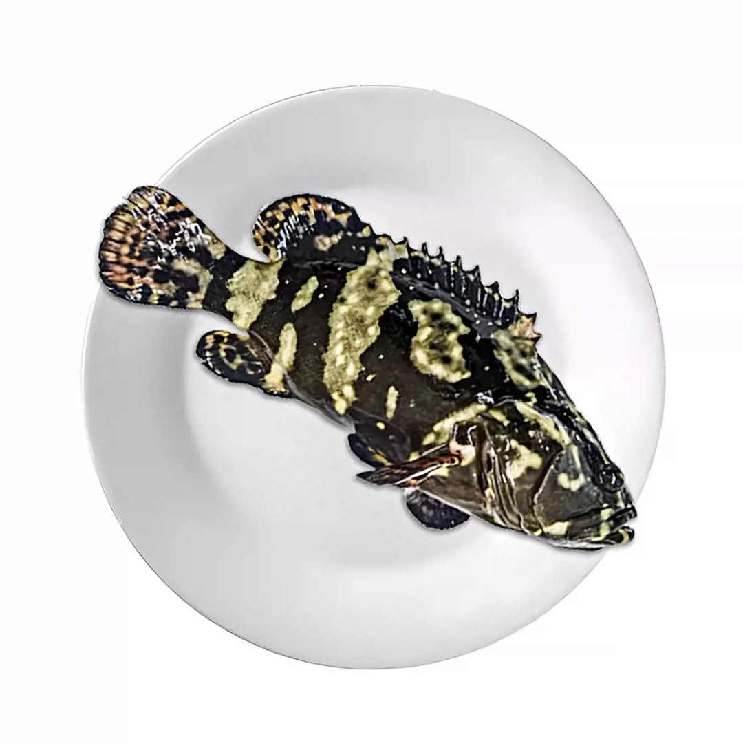 鲜活石斑鱼（1.8-2斤/条）可开肚处理