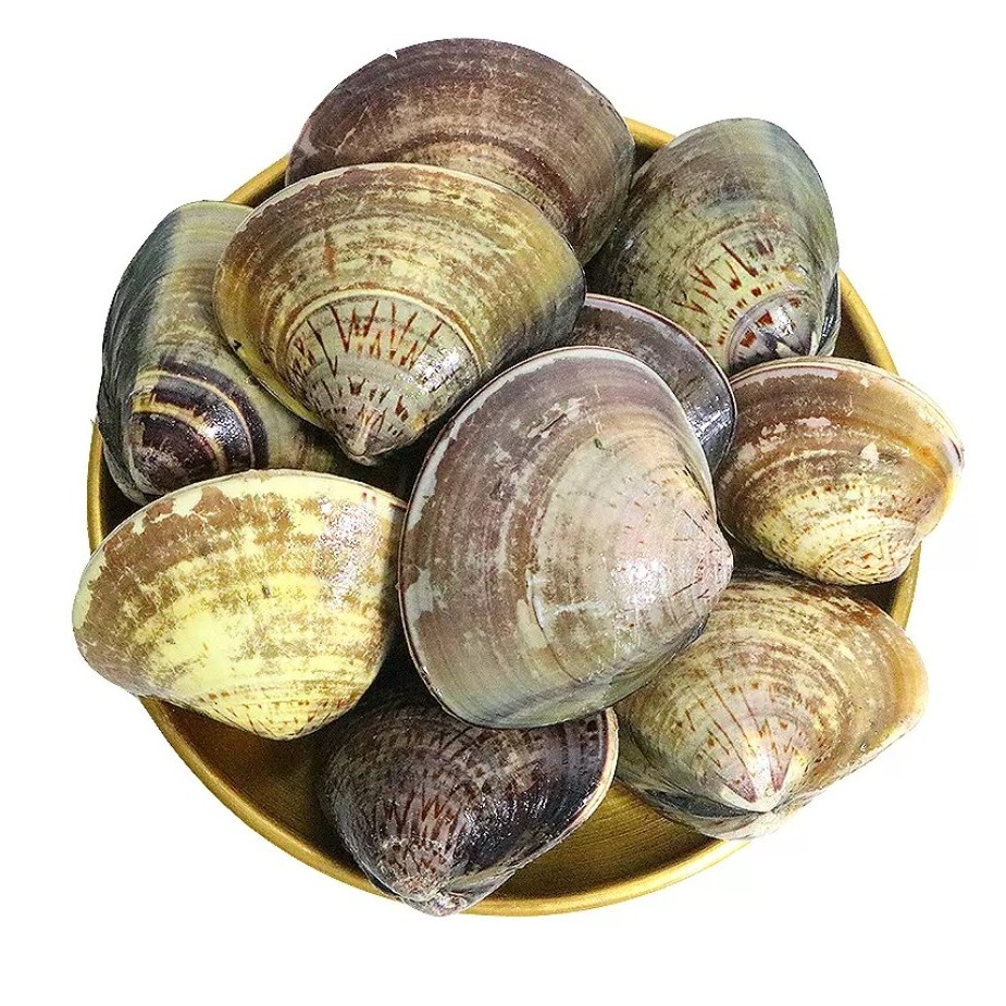 鲜活文蛤 肉质鲜嫩