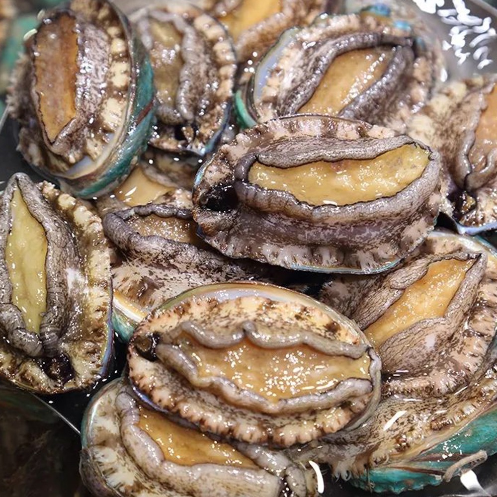 【特价活鲍鱼】收拾处理 1斤10个左右