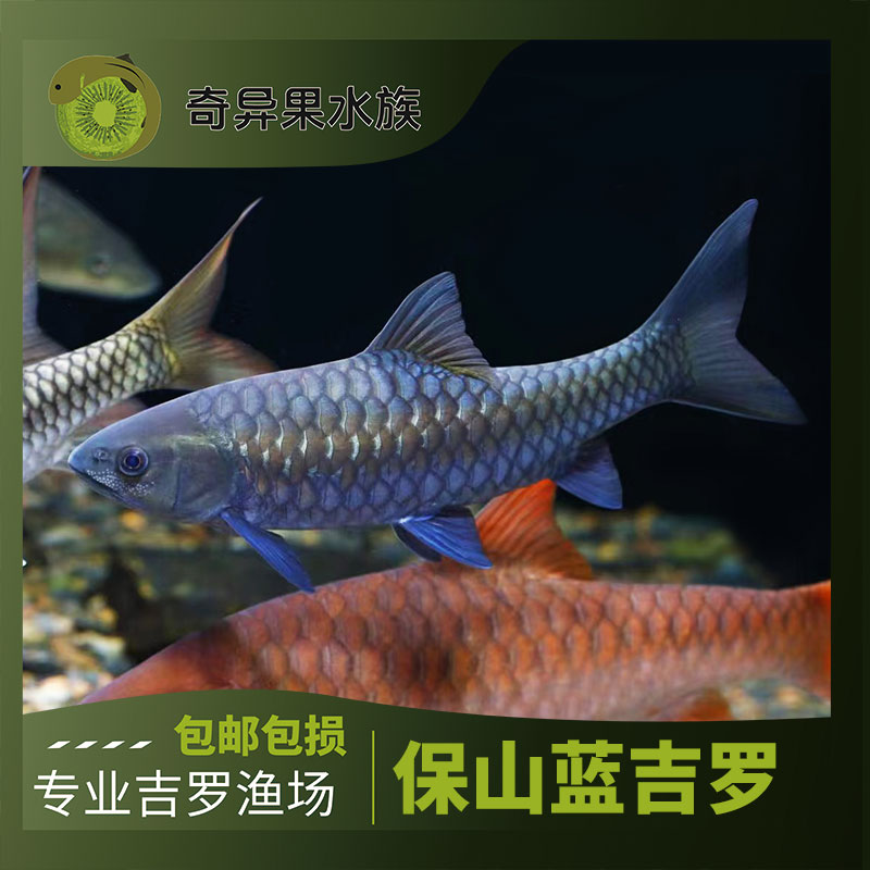 清水河保山蓝吉罗 新光唇国产新手原生冷水活体观赏鱼吉罗鱼 