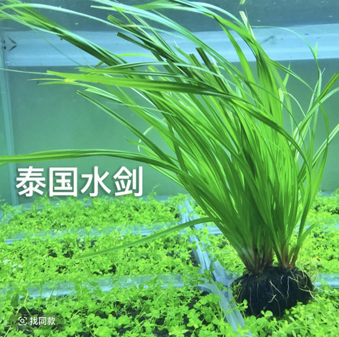 泰国水剑坨草后景水草易养原生缸水草懒人造景好养水草新手小白