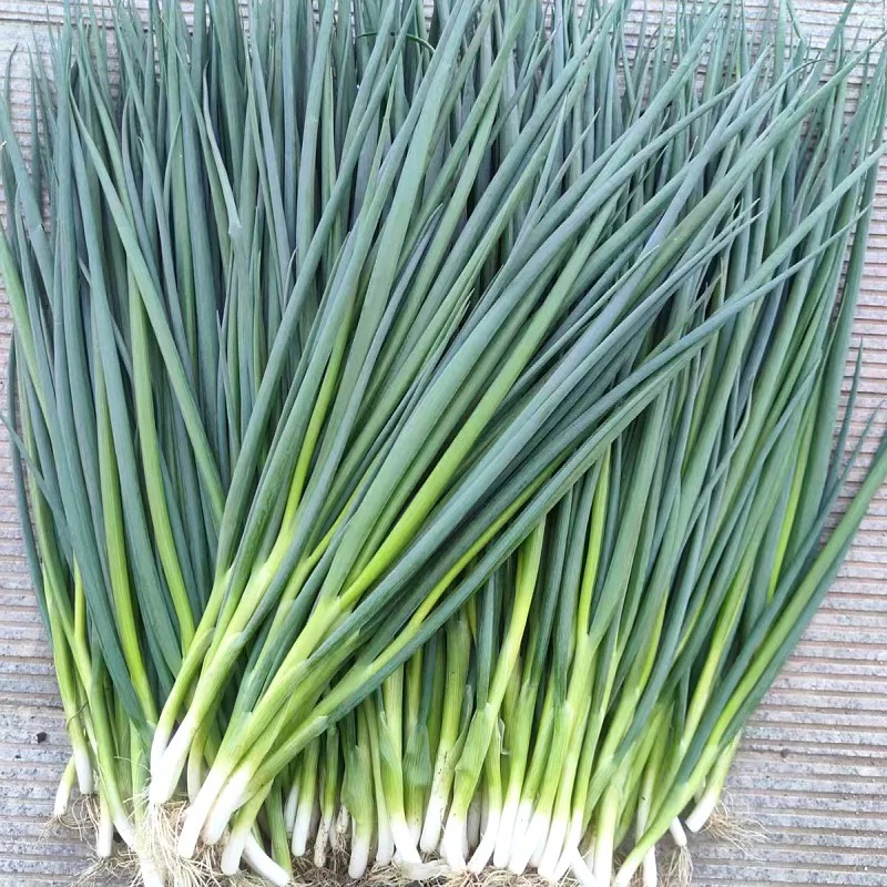 【宜宾同城配送】【万家福超市】小葱100g