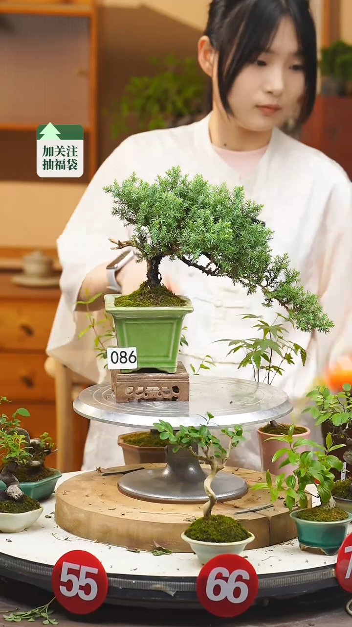 【闪购商品】86新西兰珍珠柏盆景一物一拍
