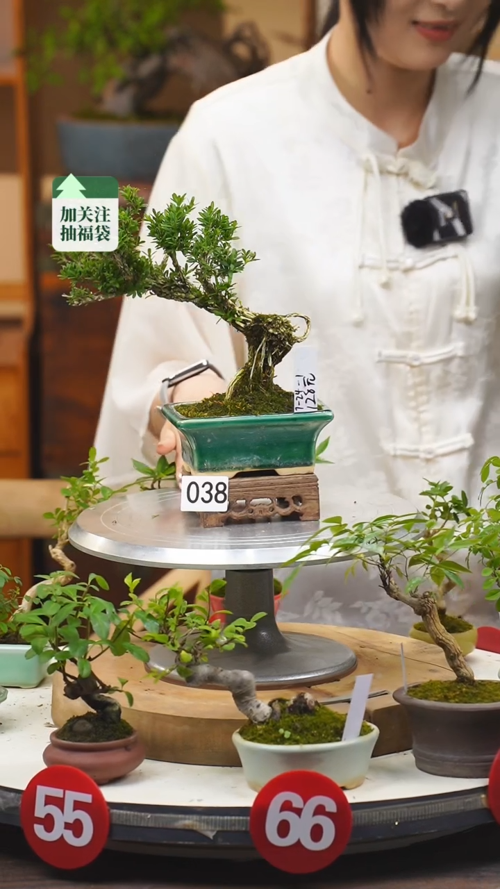 【闪购商品】38黄杨一物一拍