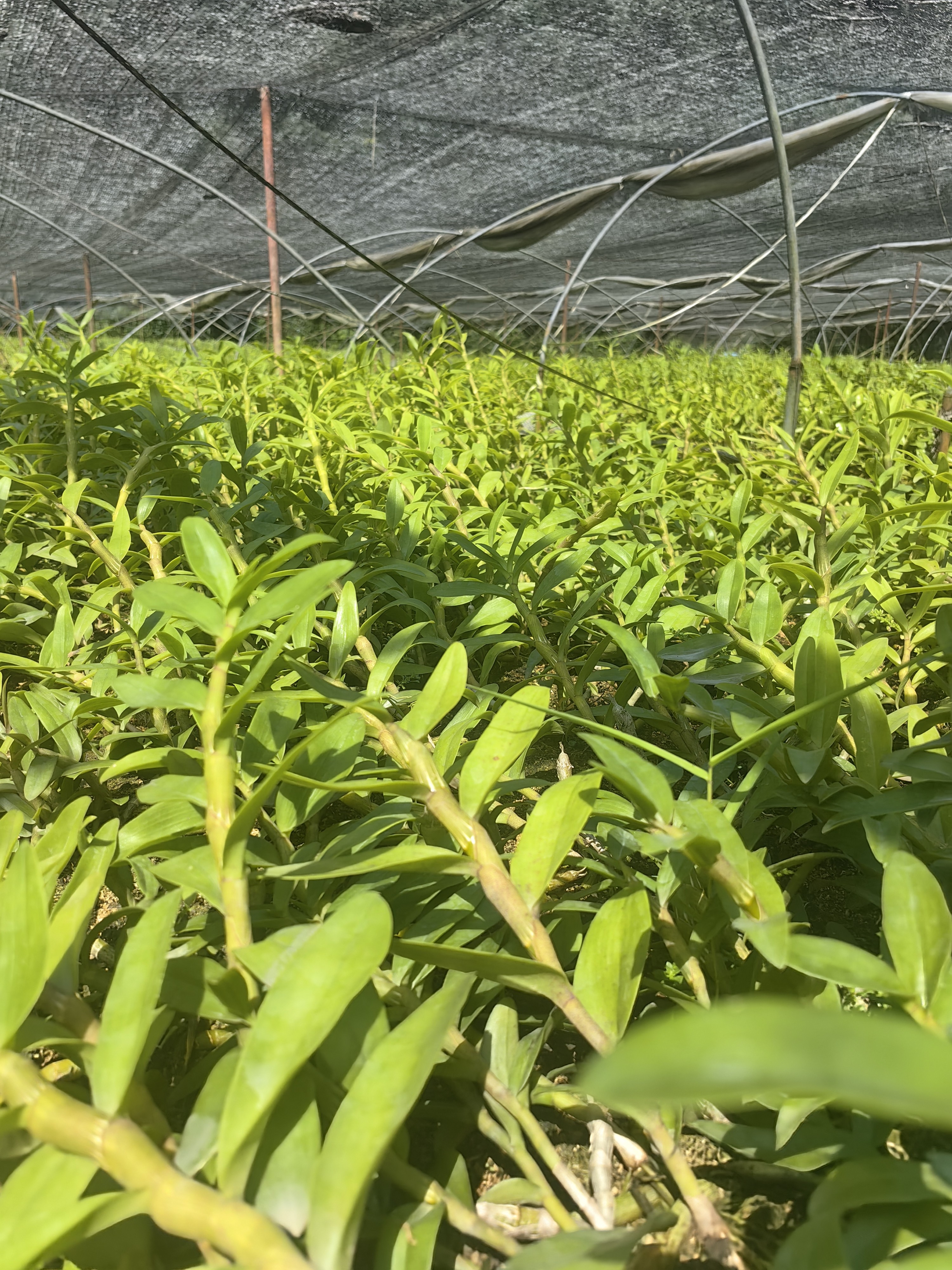 檀香石斛，淡香型，花期3月，七月