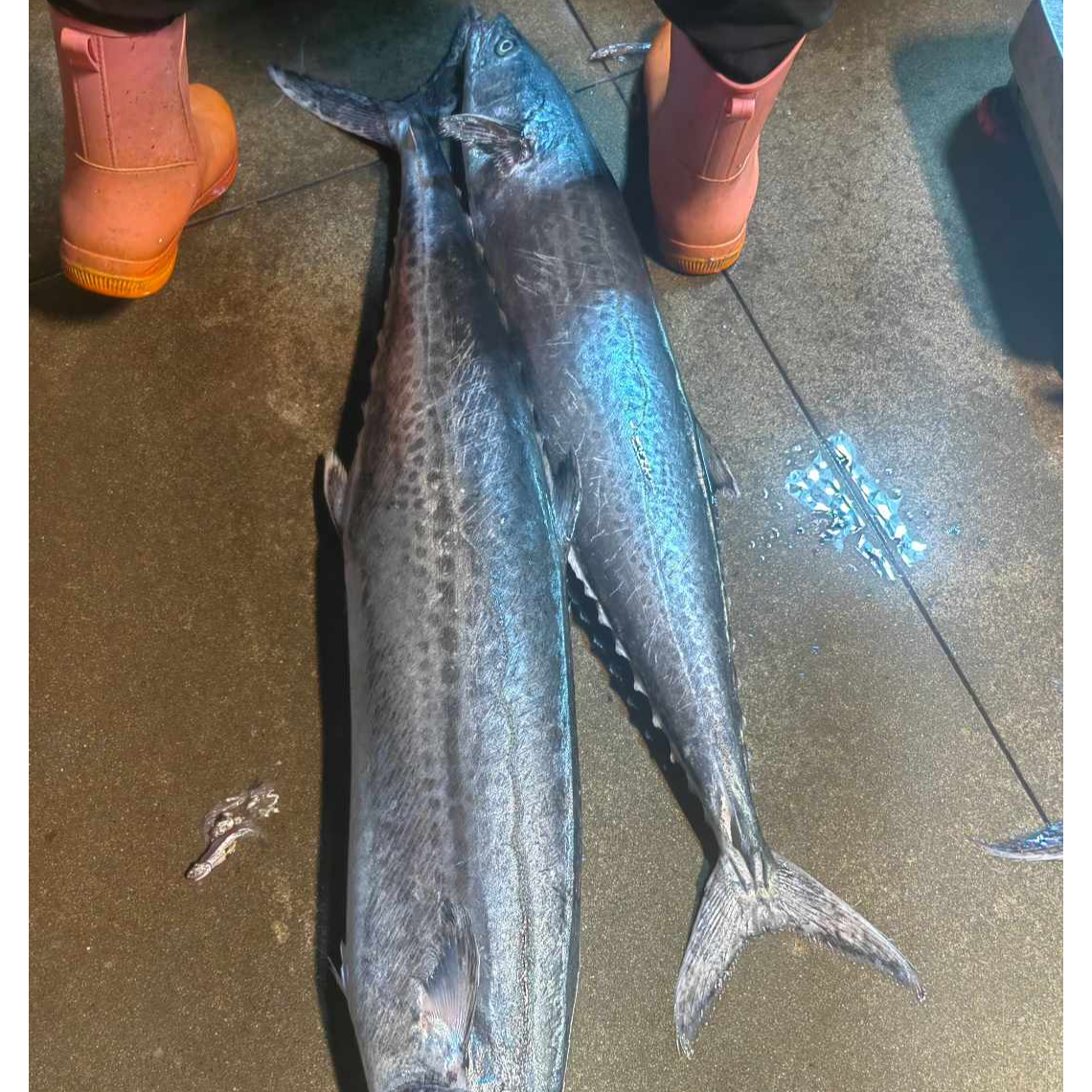 大连渤海湾大鲅鱼【现场称秤改价】新鲜个别有破肚，顺丰包邮