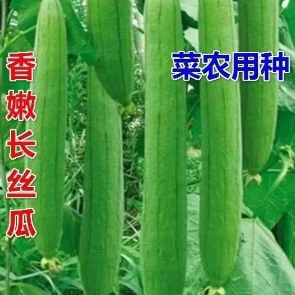 【全店满5包包邮】长香丝瓜香嫩肉丝瓜种子四季播种