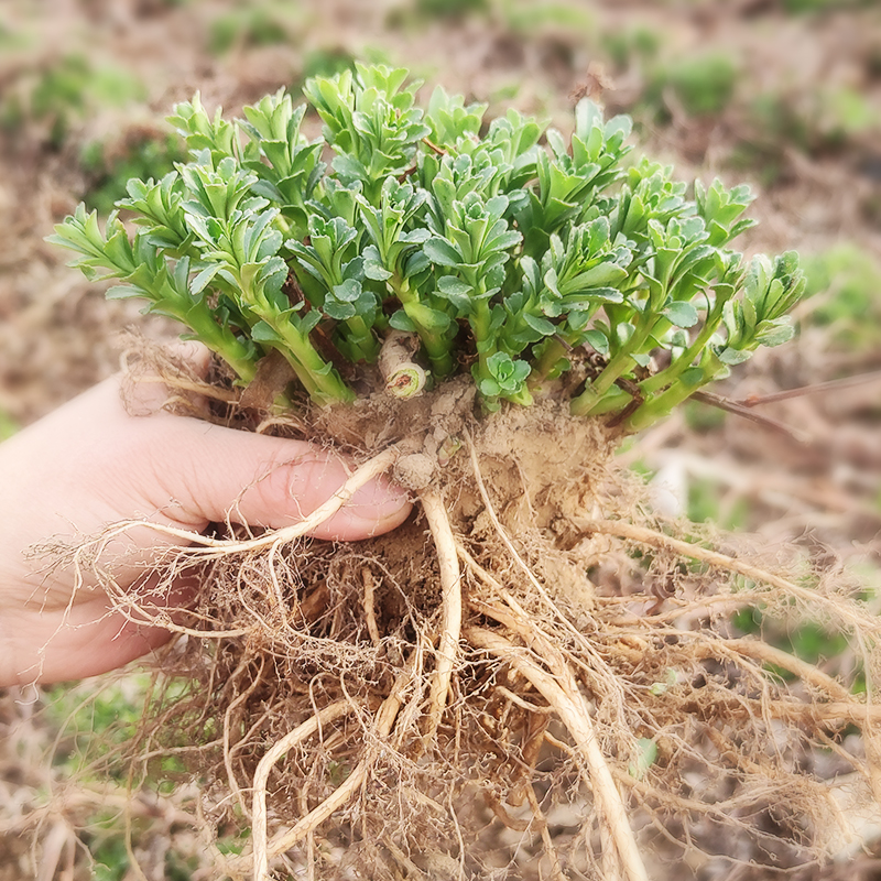 【主播专属】养心草养心草三七苗痒痒草盆栽救心菜云南白药草蚊子草