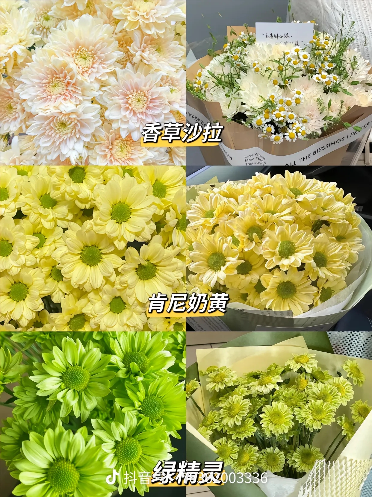 小雏菊，10枝菊花颜色自选
