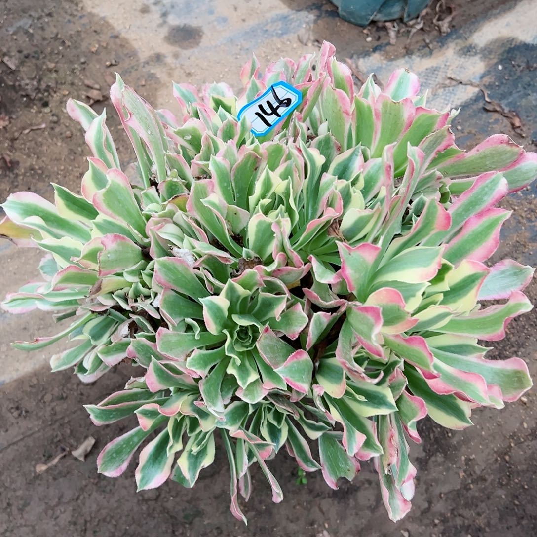 紫砂茶宠多肉植物雨花石146