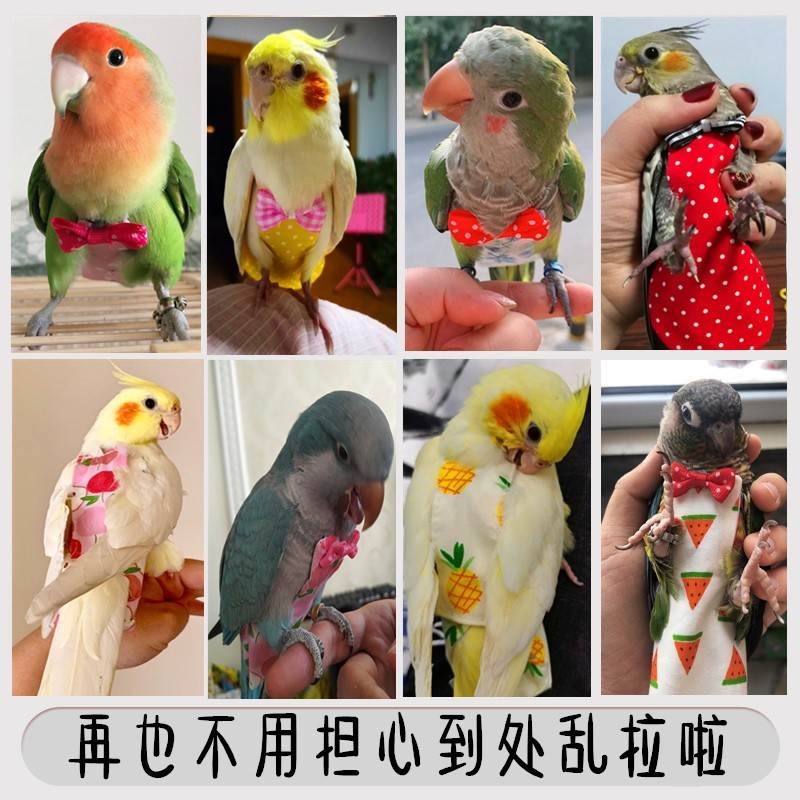 鹦鹉尿不湿鸟用尿不湿牡丹尿兜屎兜飞行服玄风鹦鹉尿不湿虎皮小大