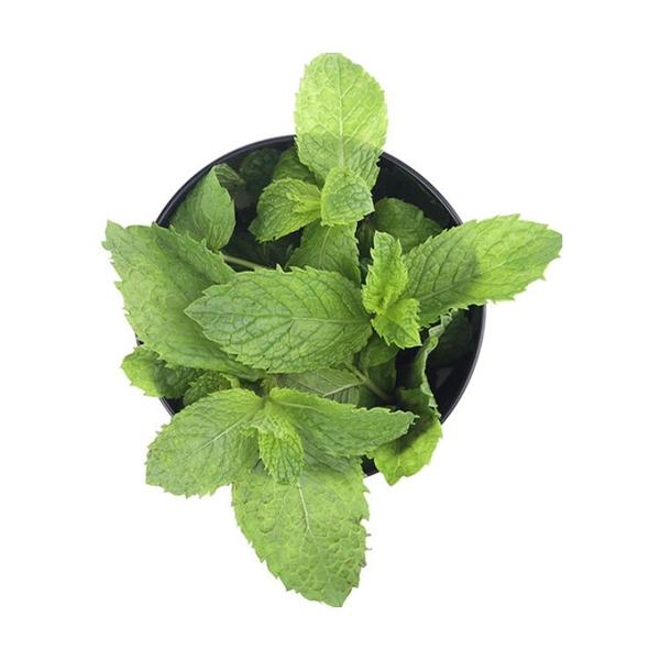 【薄荷】250g±（禾鲜）
