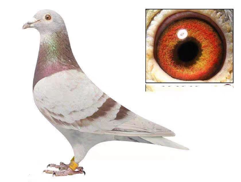 信鸽拍单专用运费 宠物