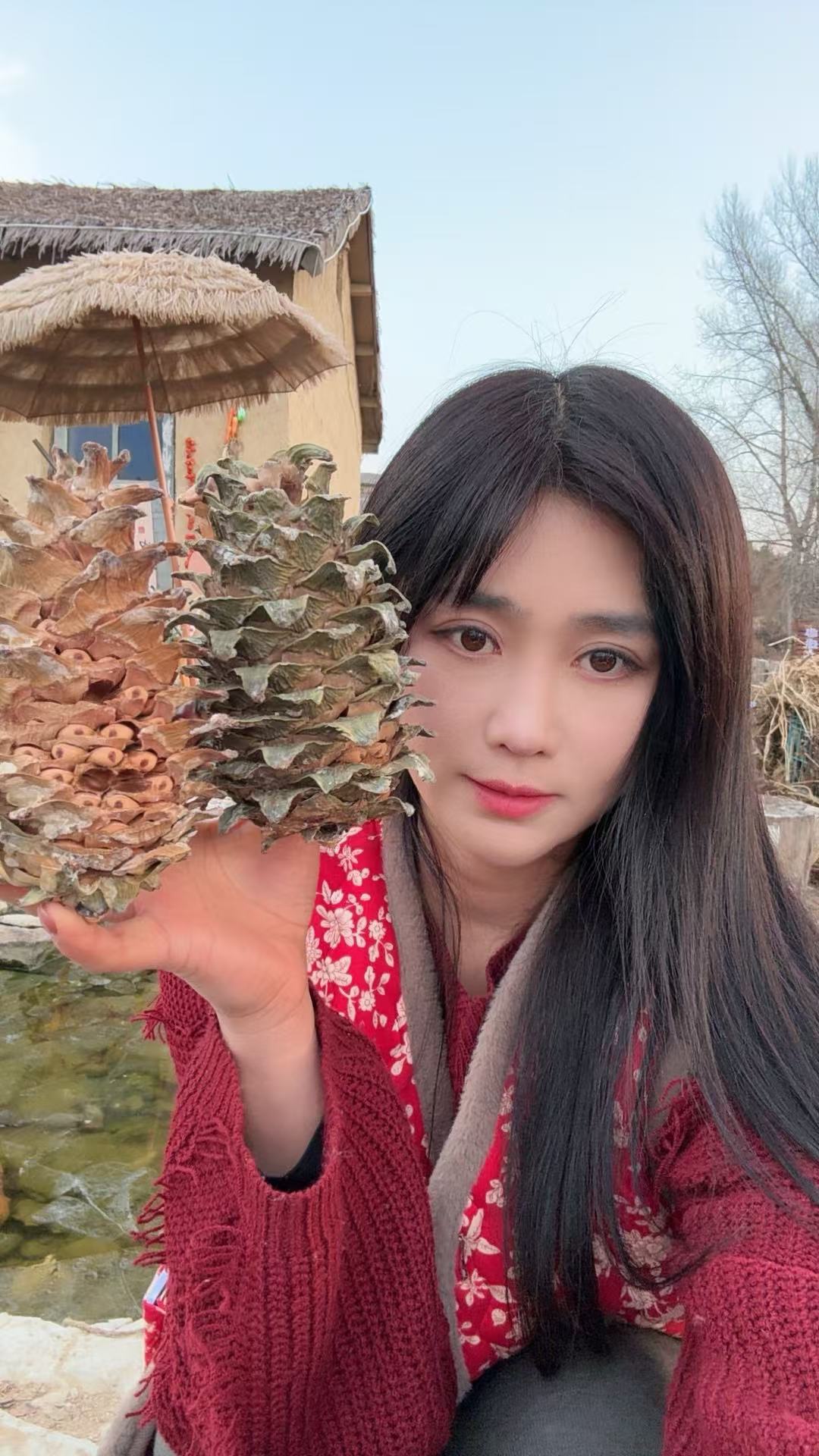 松子 东北松塔 长白山坚果