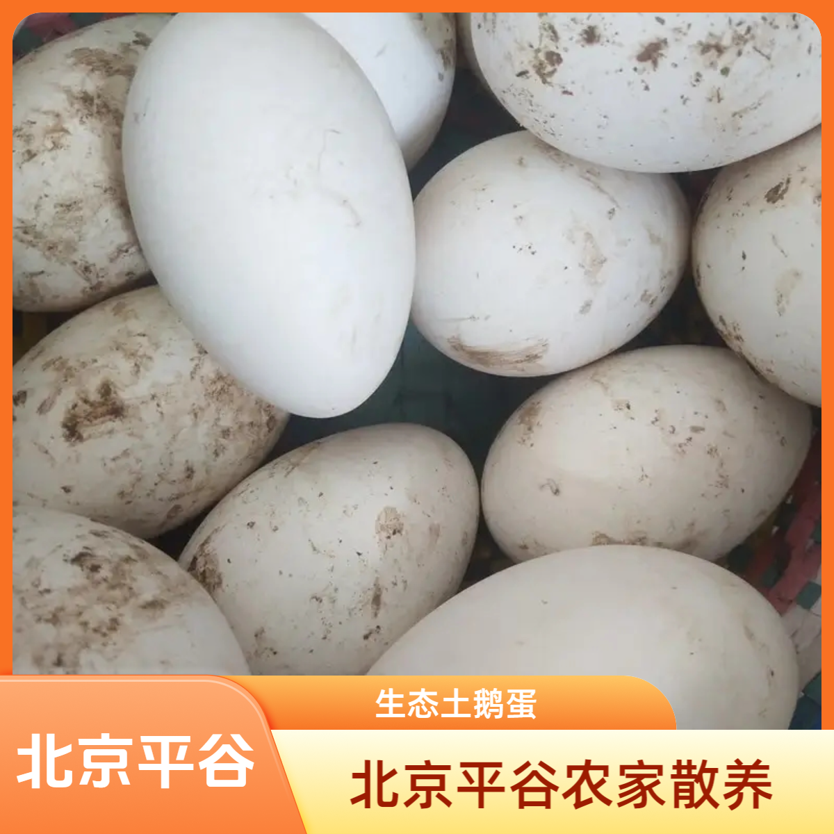北京平谷农家散养新鲜大白鹅蛋/生态土鹅蛋/孕妇宝宝安心蛋6/12枚