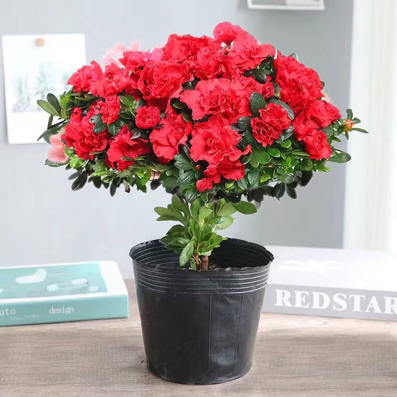 扬梅红杜鹃满树花苞 好养易活