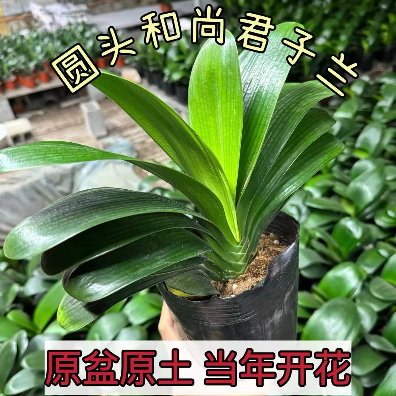 精品圆头和尚君子兰大苗当年开花原盆原土发货室内植物花卉好养