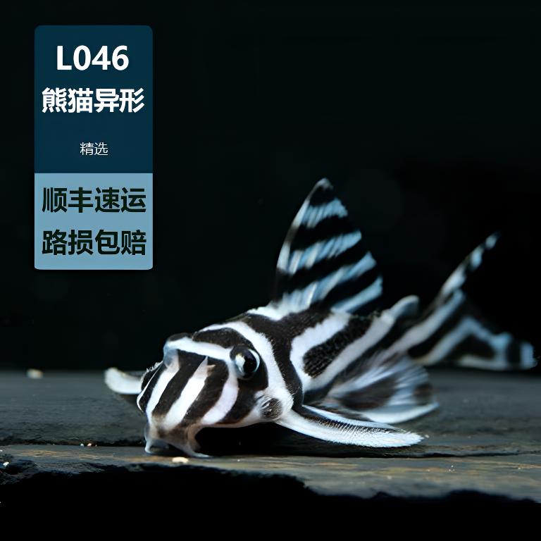 L046南美熊猫异型鱼活体观赏鱼淡水热带鱼