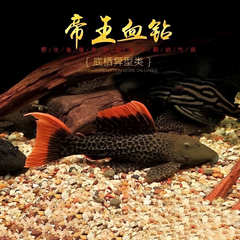 帝王血钻L600异形鱼南美观赏鱼活体稀有坦克类