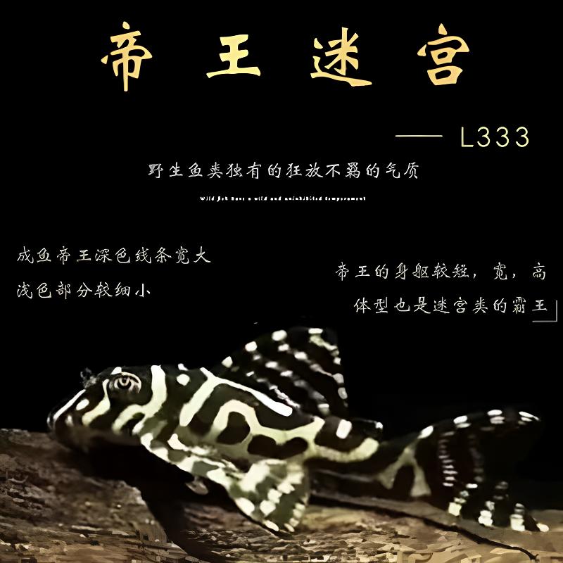 帝王迷宫l333南美异型鱼底栖鱼工具鱼小型淡水热带鱼