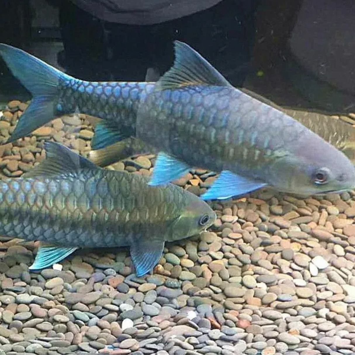 异口蓝吉罗选鱼用