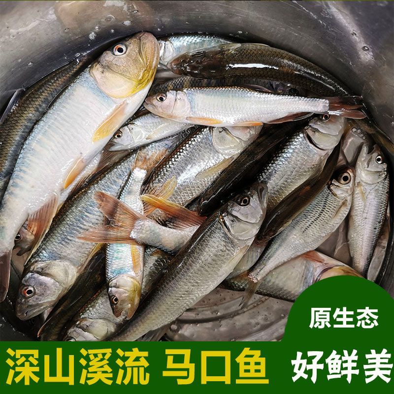 野生马口鱼现杀现发新鲜