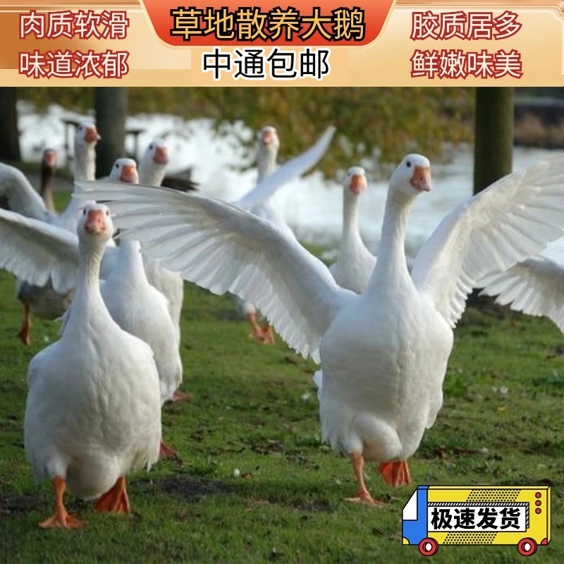 草地散养溜达鹅大鹅6-11斤包邮