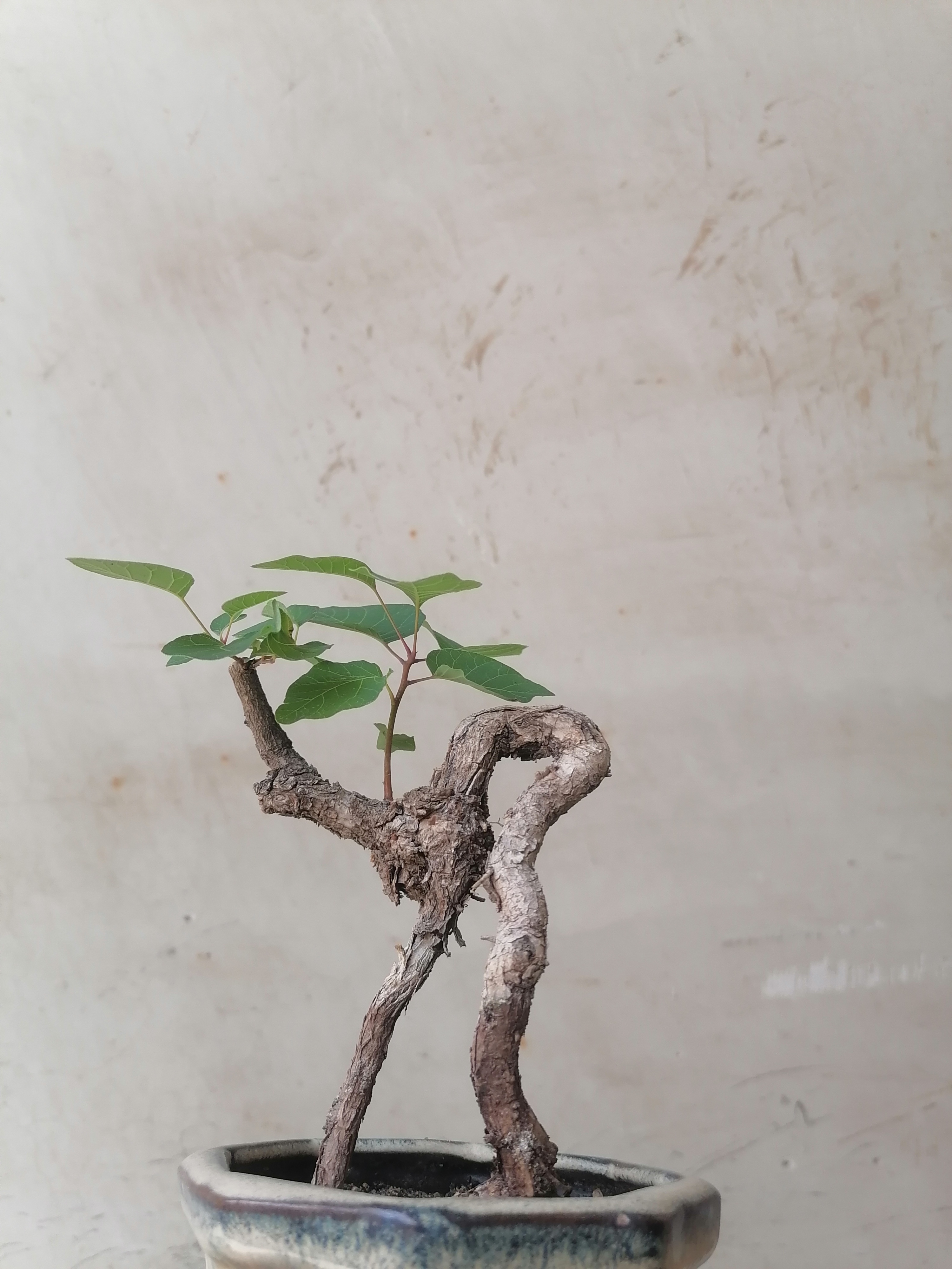 盆景盆栽一物一拍