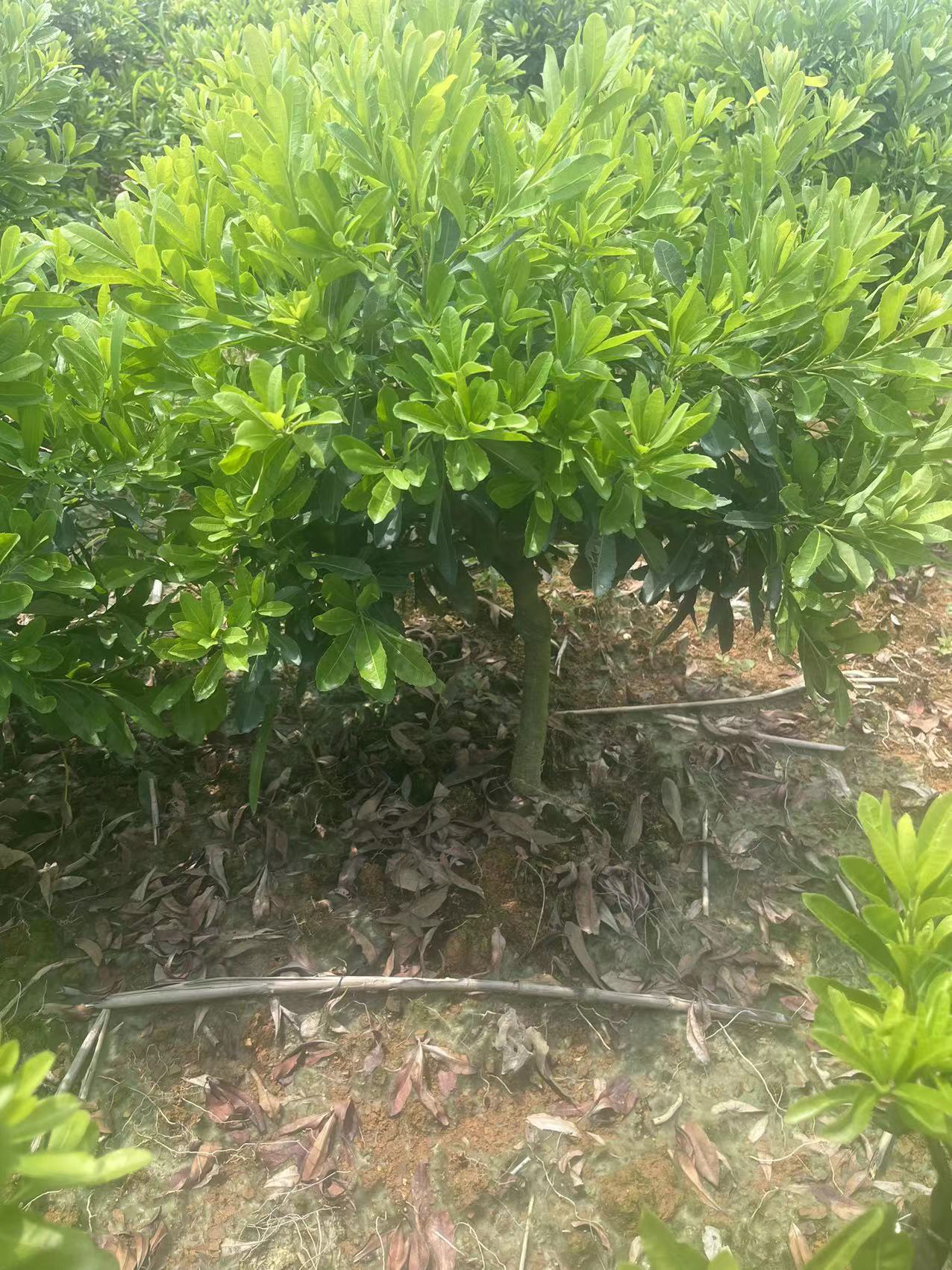 东魁黑炭王子安海盆景