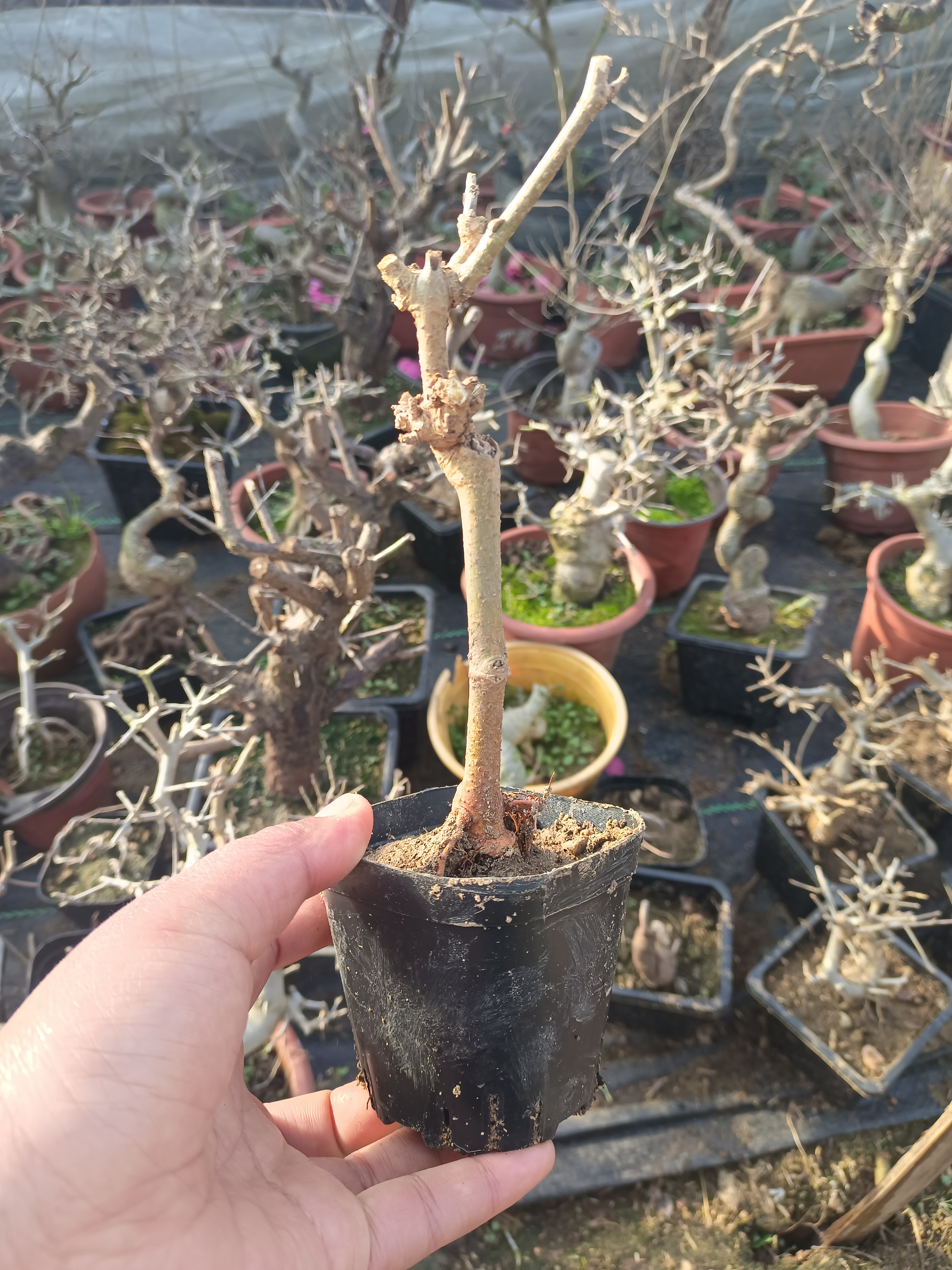 盆景盆栽一物一拍