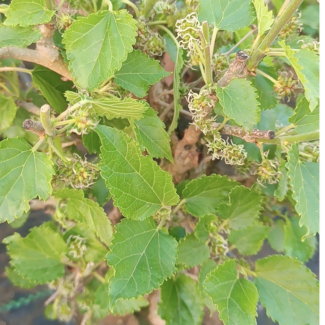 花卉绿植盆景盆栽