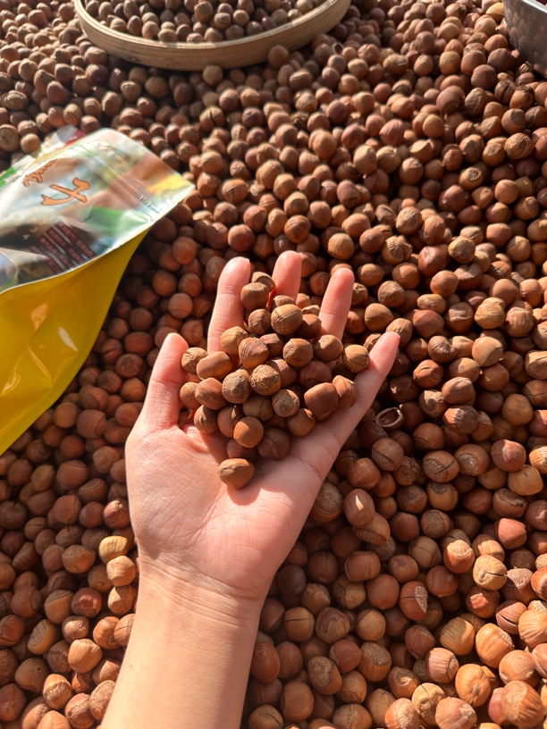 混装大果榛子榛子