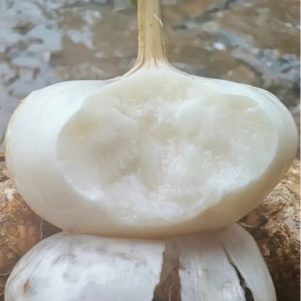 贵州地萝卜凉薯新鲜现挖水果蔬菜优质地瓜多汁脆甜包邮