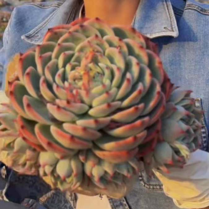 云漫多肉 地栽吉娃娃单头或带崽 2颗  多肉植物