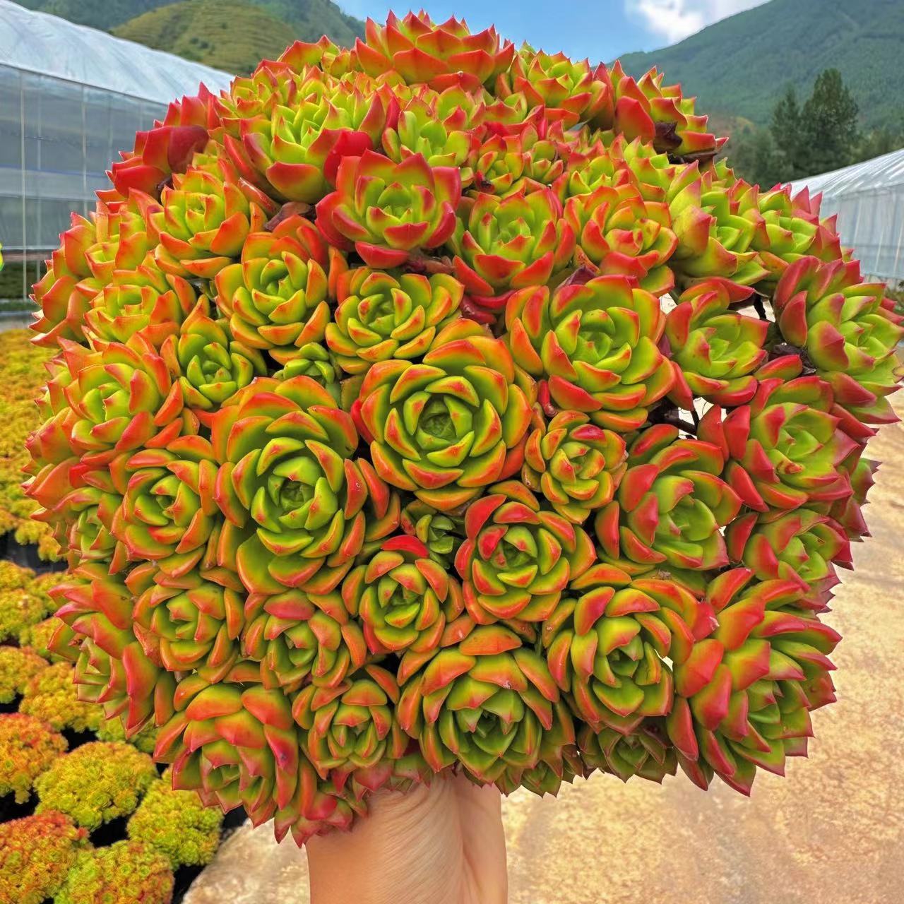 云漫多肉  玫瑰蒂亚热销款 25.8￥ 花头多  精致萌物 实惠有颜