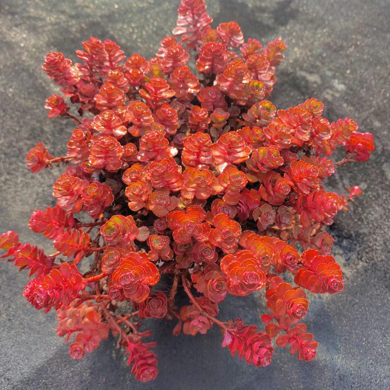 云漫多肉 小球玫瑰 9.9￥多肉植物 精选绿植盆栽喜水好养活 不挑土