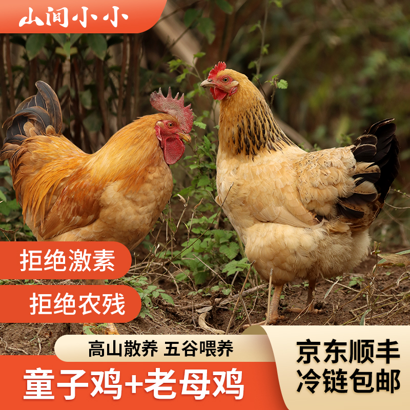 不土包赔黄油老母鸡散养土鸡小公鸡跑山鸡童子鸡新鲜正宗山间农场