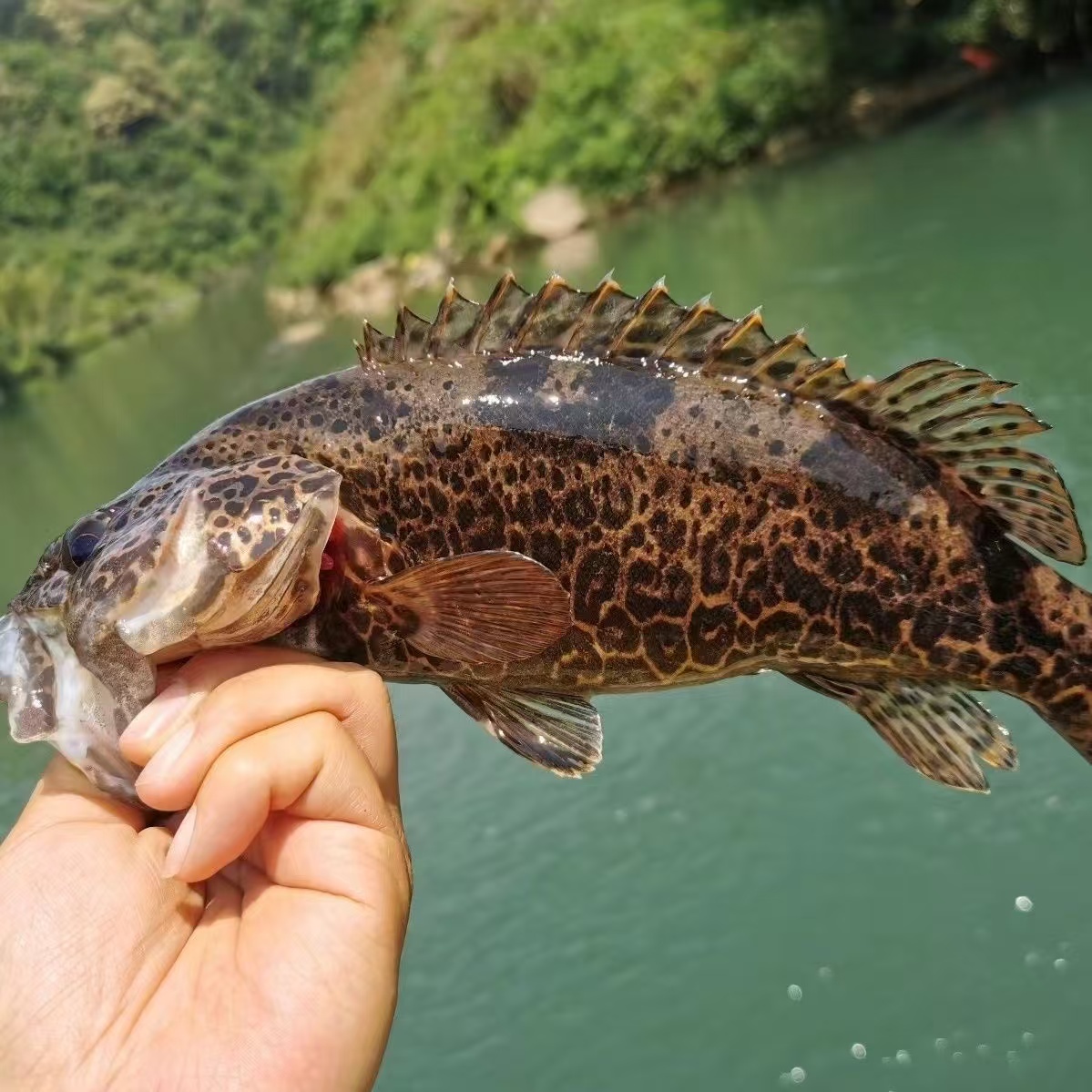 斑鳜原生态溪鱼土生土长溪流冷水鱼观赏鱼