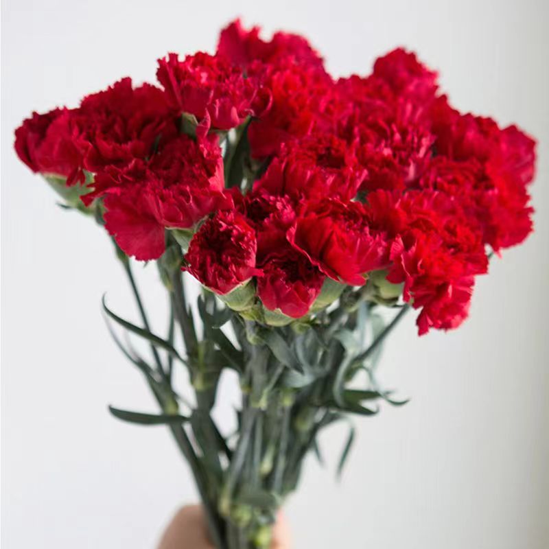 红色康乃馨红色康乃馨红色花材鲜花束昆明基地店铺现采直发包邮