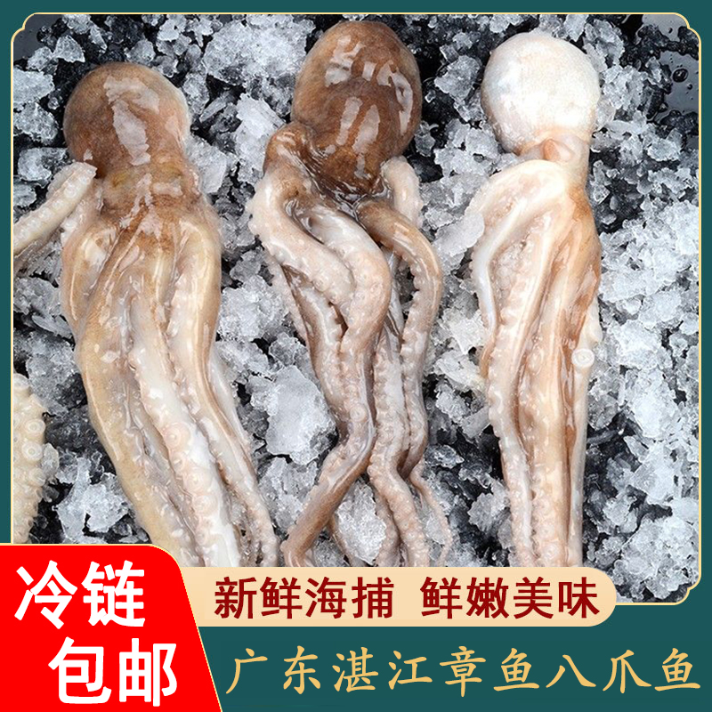 二哥海鲜 广东湛江新鲜海捕章鱼 八爪鱼 到手3.3-3.5斤 冷链包邮