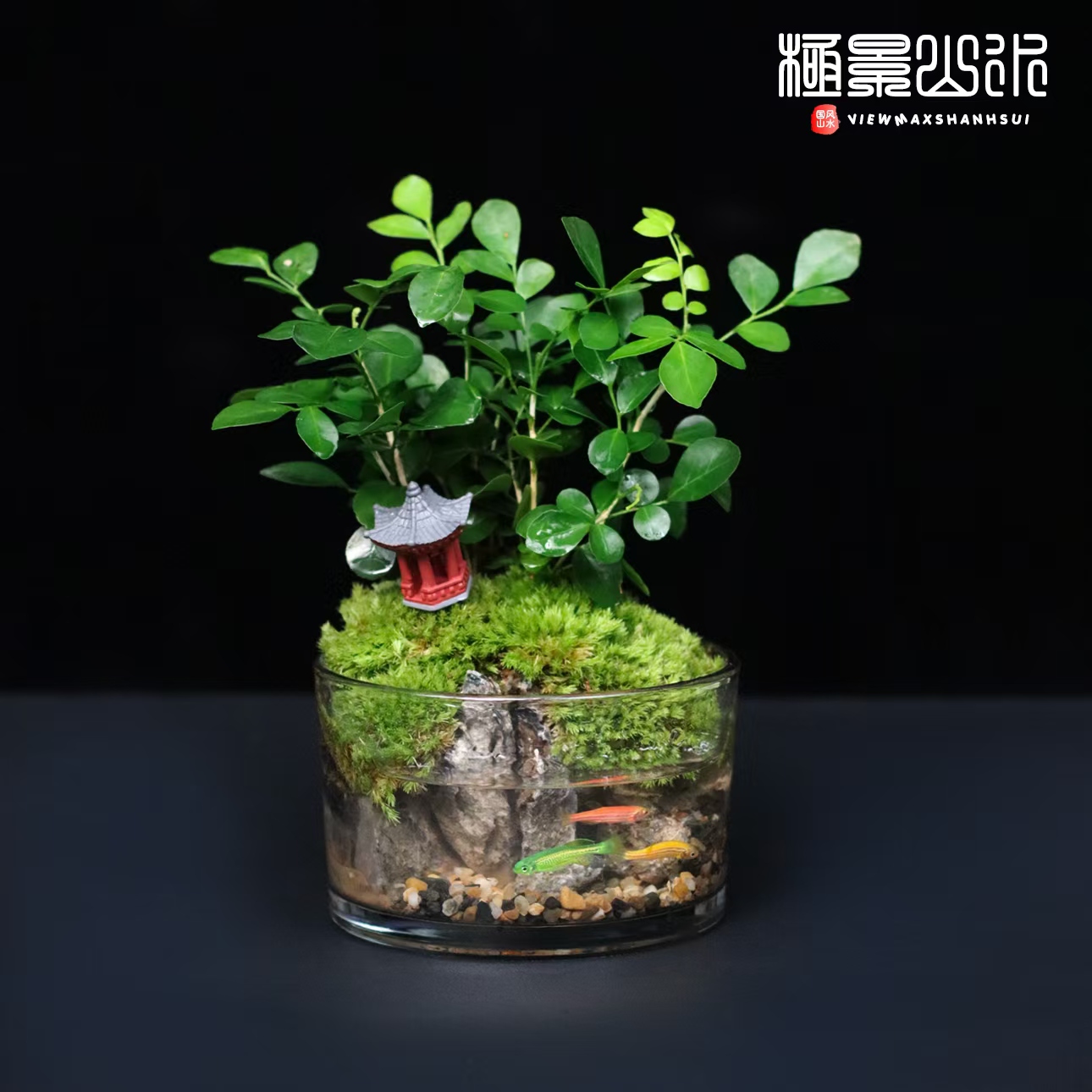 【国风山水】九里香附石盆景室内客厅好养绿植会开花结果养鱼景观
