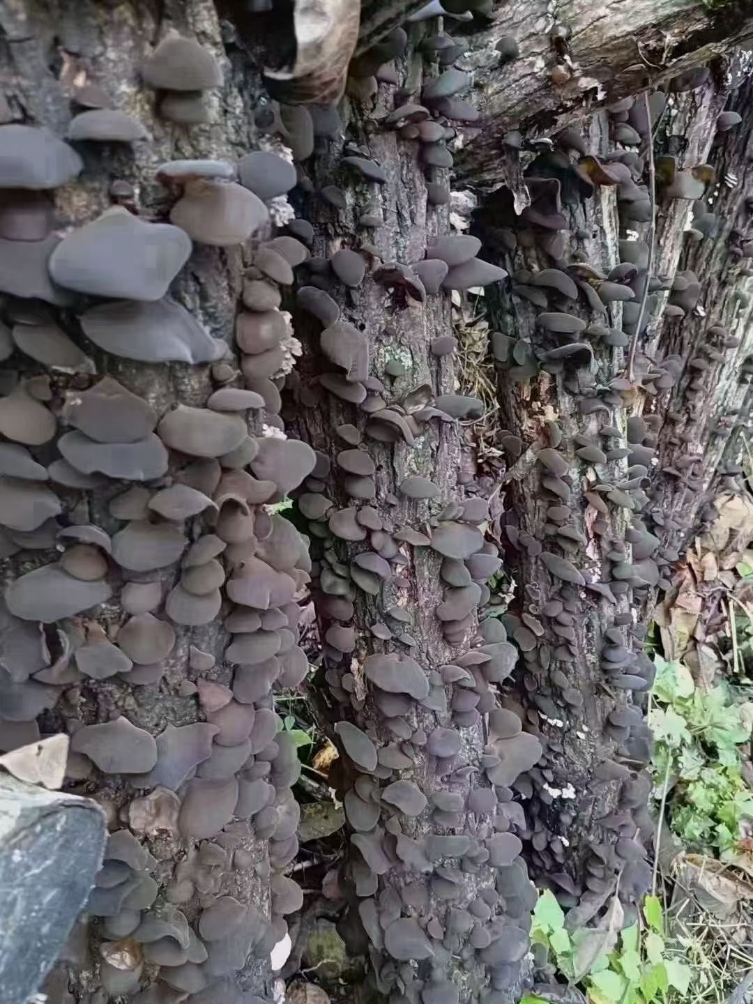 5【小参娘】林下木段木耳