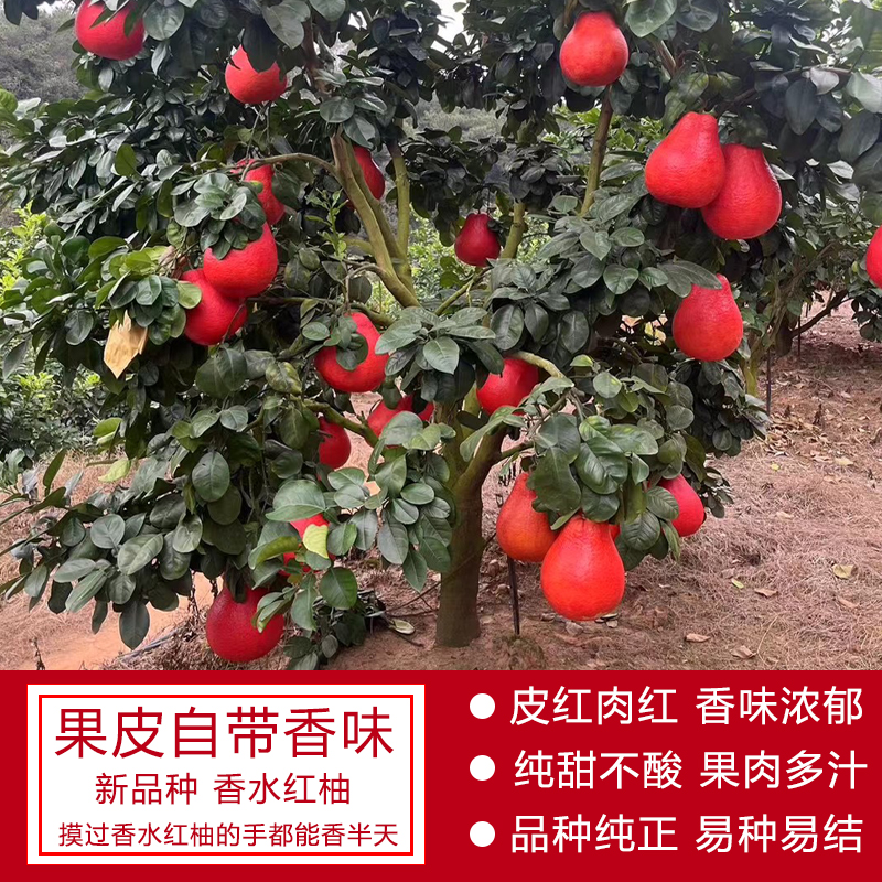泰国暹罗香水红柚嫁接苗柚子树新品种红心纯甜水果树结果快