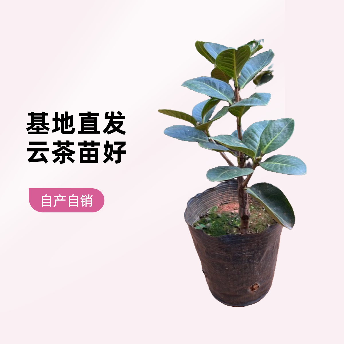 云南茶花名贵品种恨天高庭院阳台盆栽四季常绿植物