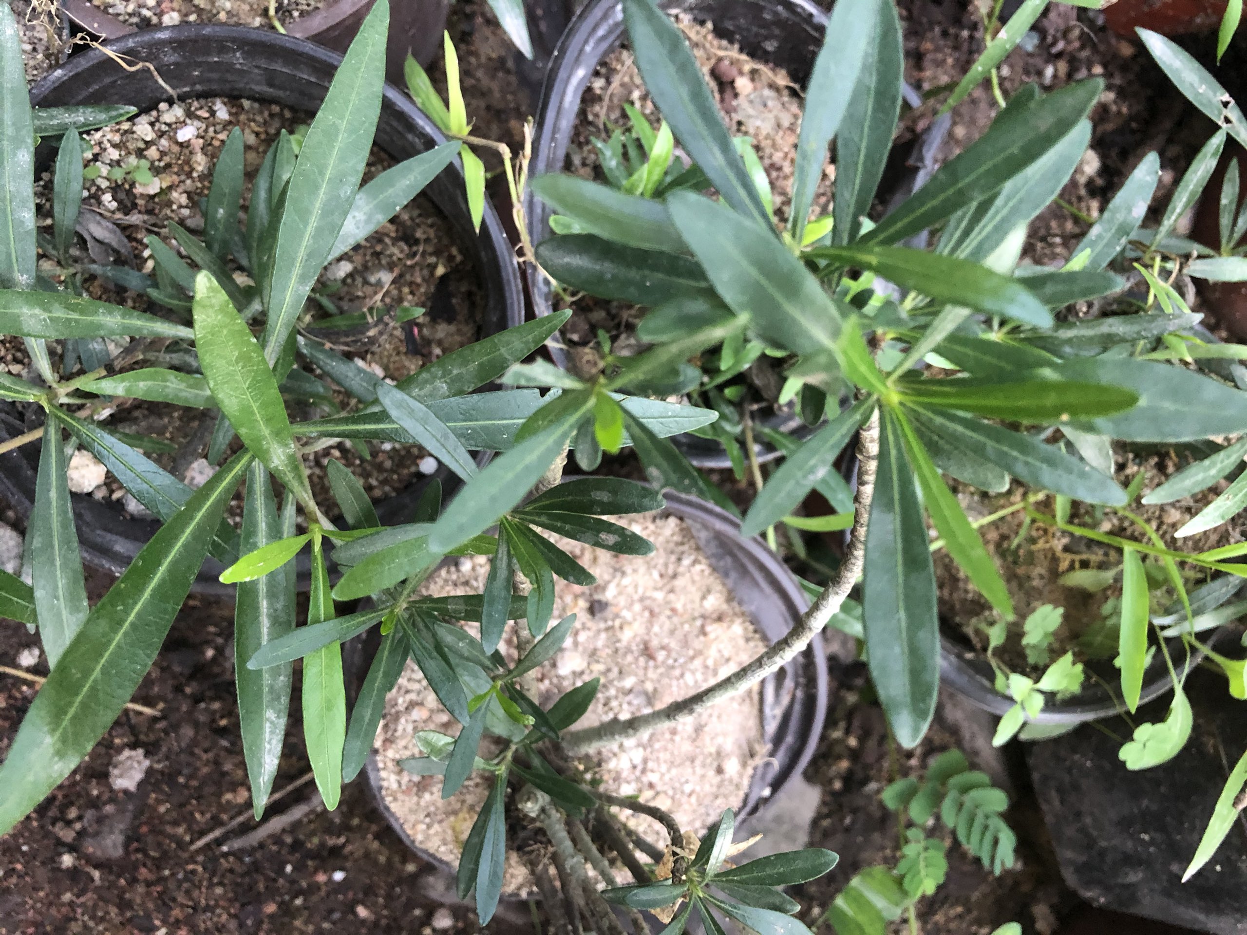 这个是直播拍链接