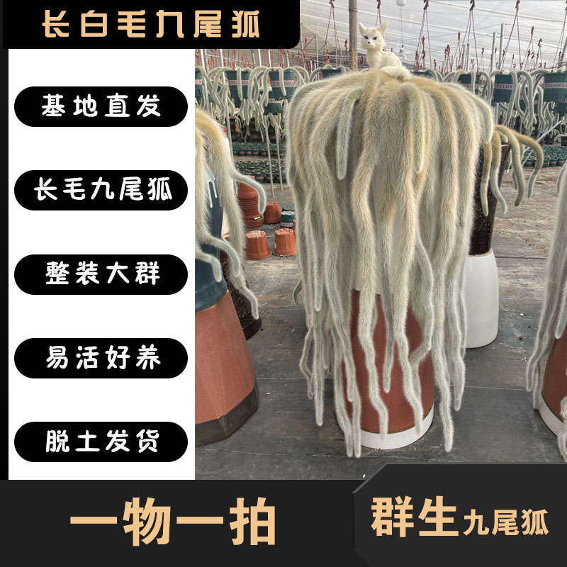 九尾狐长白毛多肉植物好养开花整群种植观赏天然夏季展示春季