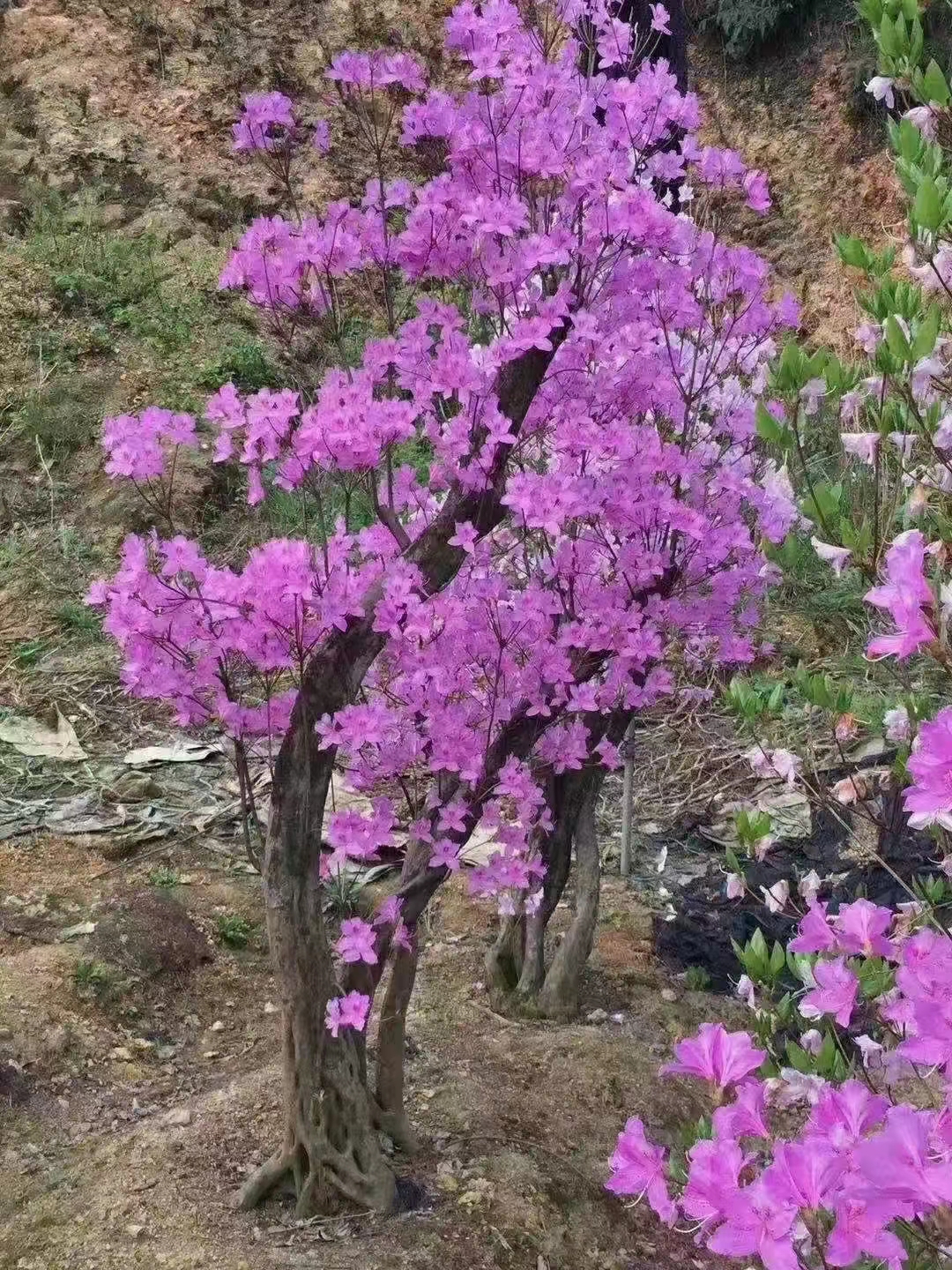 正华优选花开园艺店红色紫色黄色先花后叶映山红