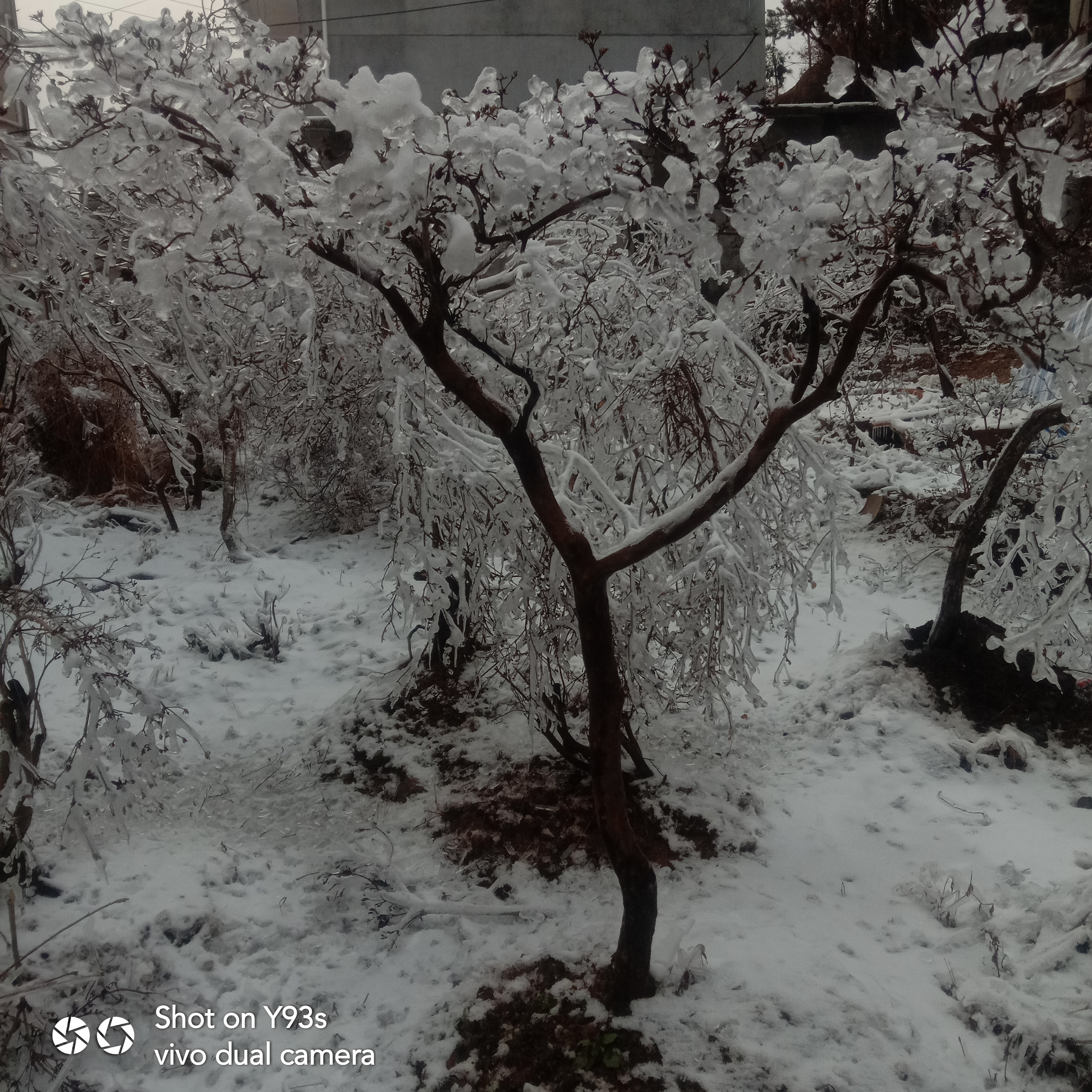 映山红盆景园林装饰