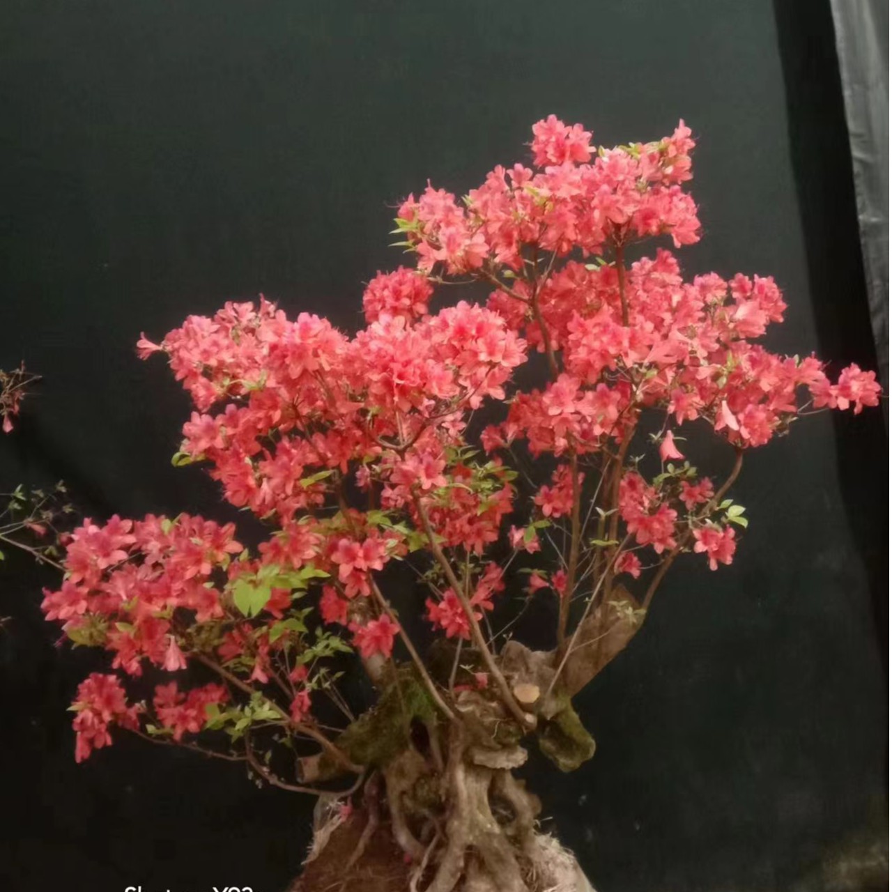 高山杜鹃花苗映山红盆栽花卉植物室内客厅庭院四季易活好养绿植